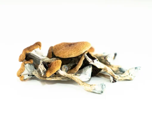 Brazilian Magic Mushrooms jpg