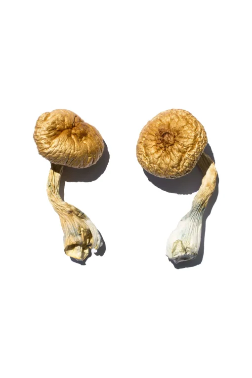 Cambodian Gold Magic Mushrooms jpg