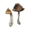 Hawaiian Magic Mushrooms 1 jpg