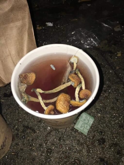 shroom tea for sale 1